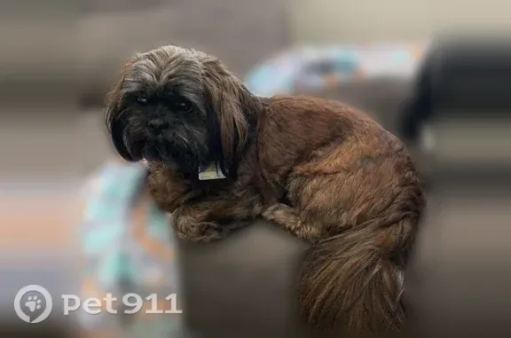 Missing dog Dallas, photo: Lost dog, Amarillo, Texas, Dallas — small brown male Shih Tzu