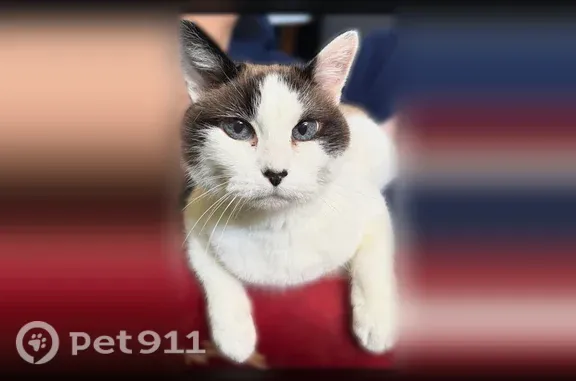 Missing cat Portland, photo: Lost cat, Northeast Siskiyou Street, 8727, Portland — shy female with brown patches