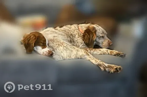 Lost pets Raytown, photo: Lost dog, Blue Ridge Boulevard, 6459, Raytown — male brown and white dog