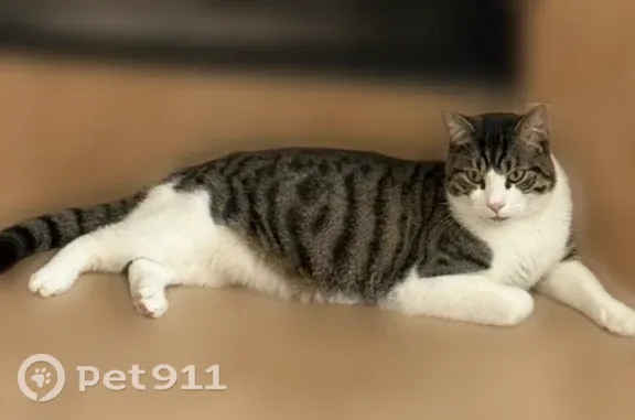 Lost male cat, Lake Hill Lane, 3524, Fort Worth, Hurst — black and grey tabby - photo