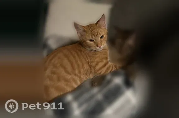 Lost cat, Rothe Street, Green Bay, Cleveland — male orange tabby - photo