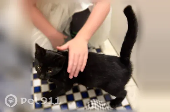 Found cat Brooklyn, photo: Found cat, 16th Street, 68, Brooklyn — black kitten hiding under a car