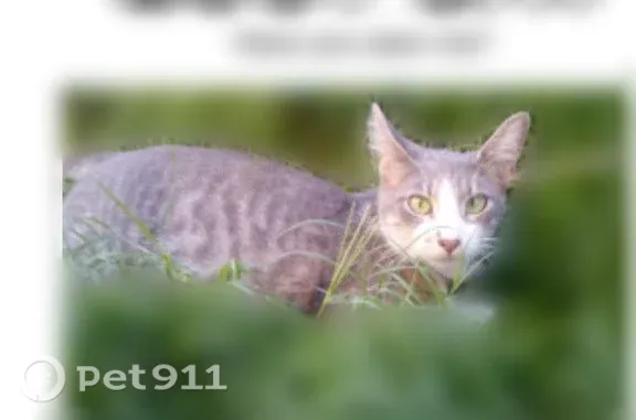 Lost cat, Merced — female white and gray tabby with green and orange eyes - photo