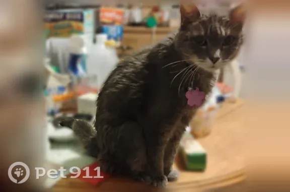 Missing cat St. Louis, photo: Lost cat, Lagro Avenue, 489, Lemay, St. Louis — female, gray, elderly, pink collar