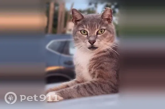 Lost male cat, Northwest 31st Street, 9916, Doral — very short tail - photo