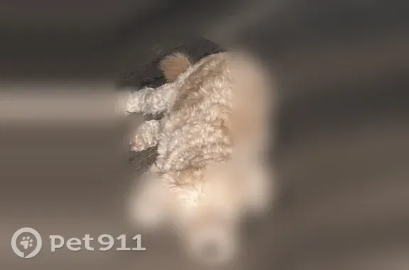 Lost female dog, Calhoun Way, 1942, Stockton — elderly Shih Tzu with poor eyesight - photo