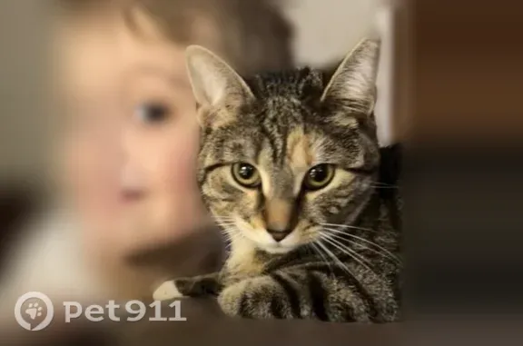 Lost female cat, Whitman Drive, Delaware, Newark — grey, white and black tabby - photo
