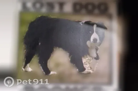 Missing dog Middleton, photo: Lost dog, Harmon Way, 818, Middleton — male, five-year-old black and white cow dog