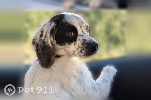 Lost female dog, Huron Street, 11340, Northglenn — white with black spots - photo
