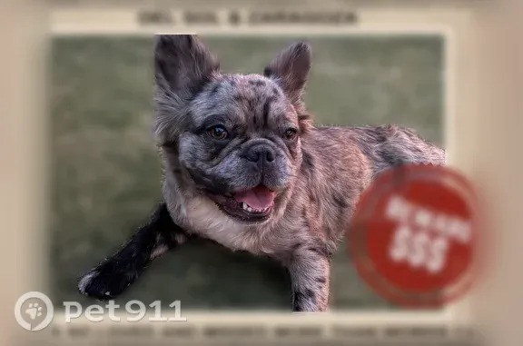 Lost dog, Jim Thorpe Drive, 11800, El Paso, El Paso — friendly female Frenchie with a black front right leg - photo