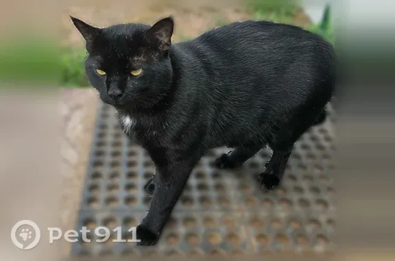 Missing cat Male, North Branch (usl548963) - photo