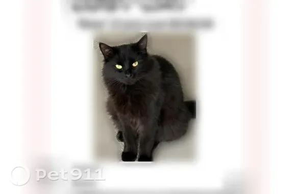 Missing cat Manhattan, photo: Missing cat Female, Manhattan (usl548965)