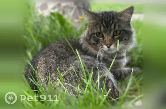 Missing cat Male, Spanish Fork (usl548966) - photo