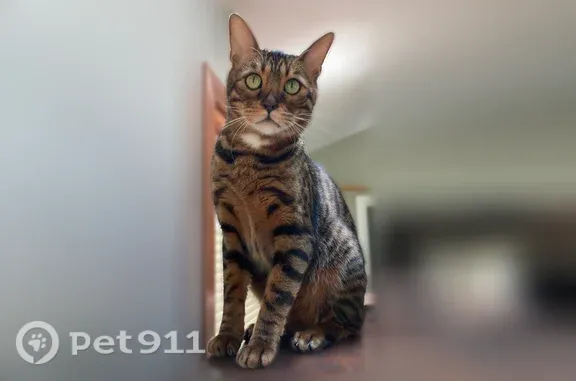 Missing cat Male, North Prairie (usl548969) - photo