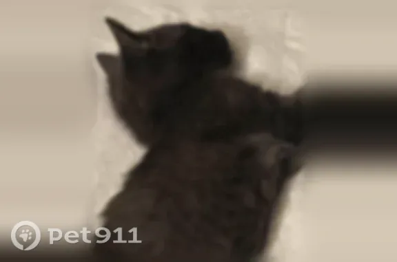 Missing cat Female, Brooklyn (usl548972) - photo