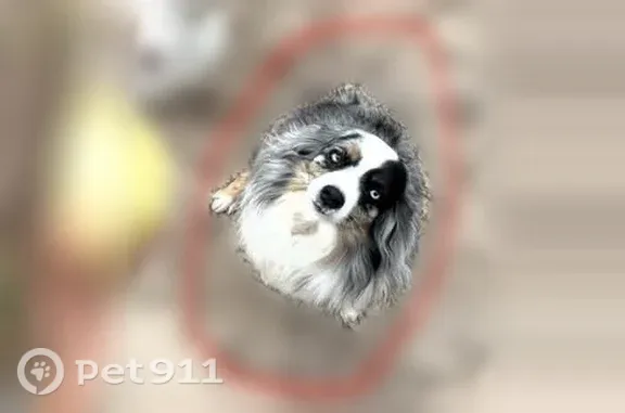 Missing dog Alturas, photo: Lost dog, Northwest B Street, 201, Alturas — blue merle miniature Australian shepherd