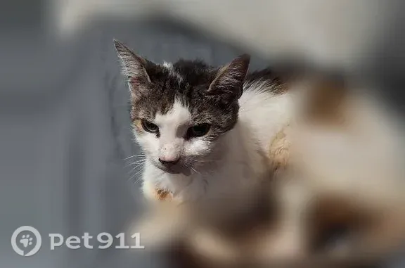 Lost cat, female, Bridgetown North, Ohio, Arlington — mole on left chin - photo