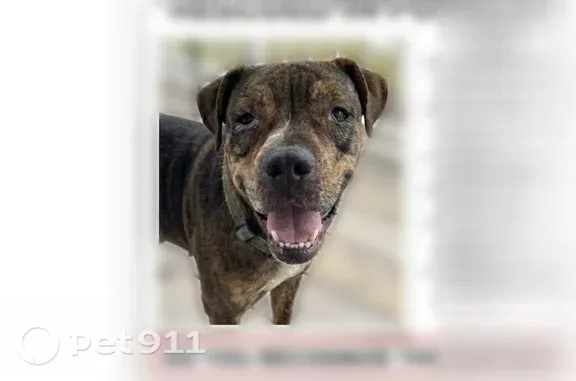Found dog Savannah, photo: Found female dog, Benton Boulevard, 1850, Savannah — sweet, crate and potty trained