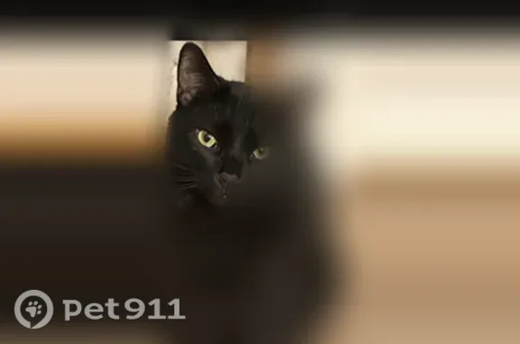Lost male cat, Lake James Terrace, 3026, Akron — responds to his name - photo