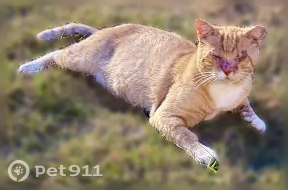 Missing cat Wichita Falls, photo: Lost male cat, Cedar Avenue, Wichita Falls — golden and white American shorthair