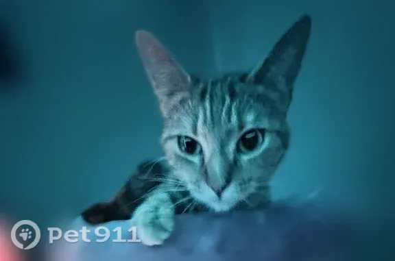 Missing cat Female, Riverside (usl548984) - photo