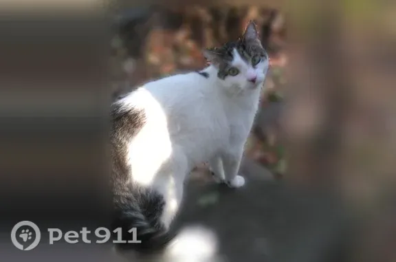 Missing cat Hinckley, photo: Lost cat, Kingfisher Lane, 649, Woodbury, Hinckley — male with white and tiger-striped coat