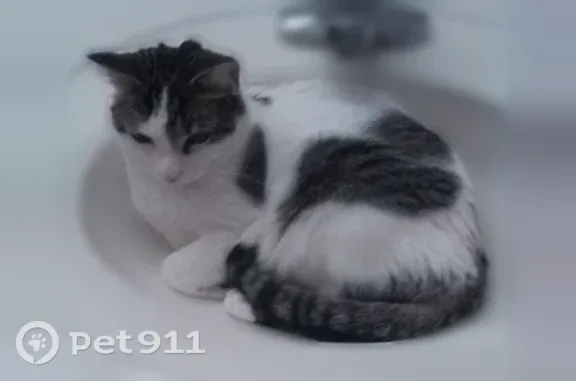 Lost cat, Kingfisher Lane, 647, Woodbury — male with a tiger-striped tail and white tip - photo