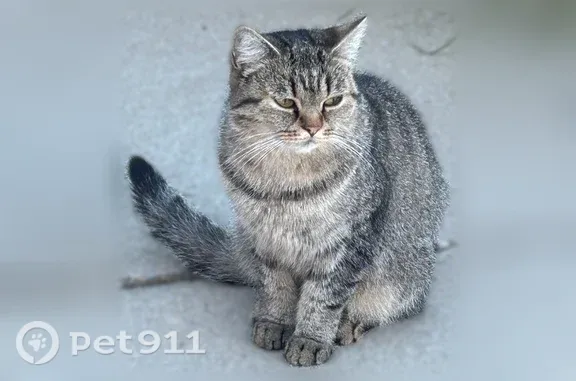 Found cat Powell, photo: Found cat, Sunbury Road, 1191, Columbus, Powell — gray female