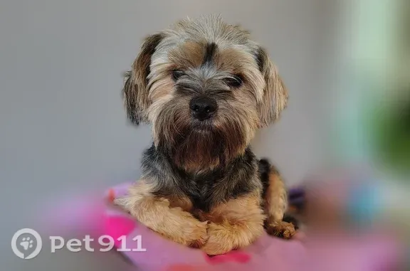 Lost pets Kansas City, photo: Lost dog, North 32nd Street, 1510, Kansas City — male Yorkie named Buddy