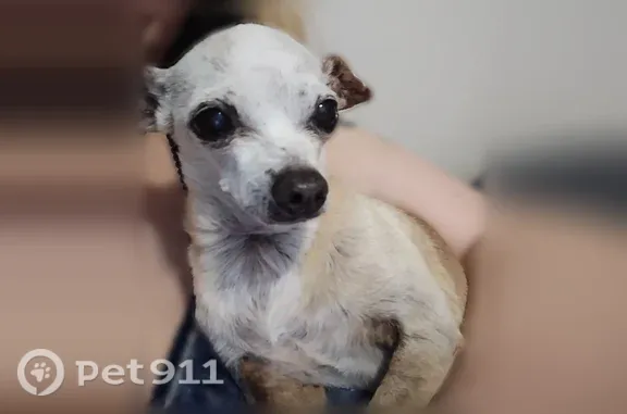 Lost dog, male Chihuahua, Sacaton Drive, 11019, Houston — brown body, white/grey face - photo