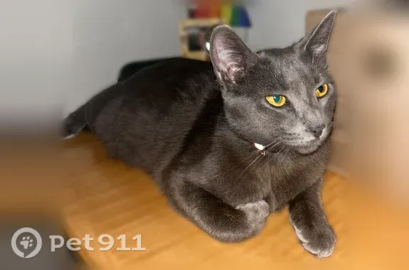 Missing cat Modesto, photo: Missing cat Female, Modesto (usl548992)