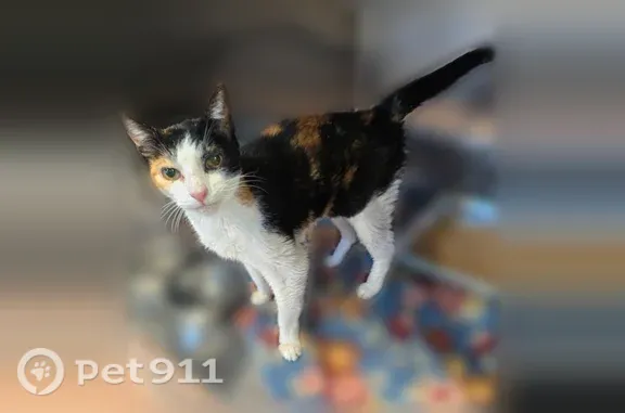 Lost cat, Ogden, Utah, Phoenix — female rescued from Weber County shelter - photo