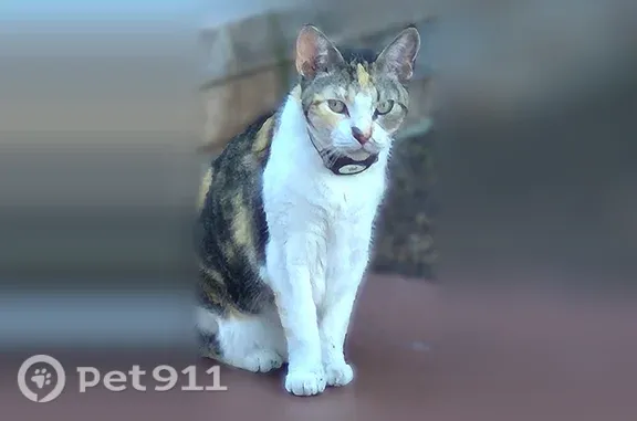 Lost female cat, Southwest 23rd Way, 1535, Deerfield Beach — escaped at 2 AM without a collar - photo