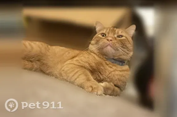 Lost male cat, Raywood Circle, 900, Plano — orange and medium-sized - photo