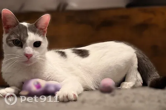 Missing cat Pearland, photo: Lost male cat, Old Alvin Road, 1710, Pearland — green/brown heterochromia