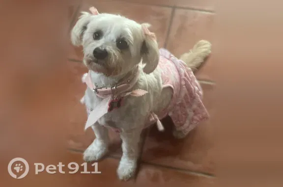 Lost dog, East Deodar Lane, 608, Lemoore, Santa Clarita — female with a pink rhinestone collar - photo
