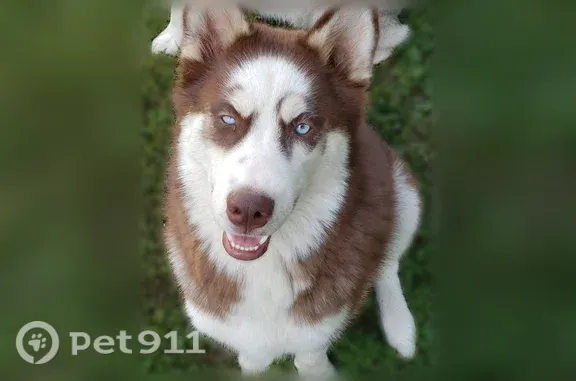 Lost male dog, Basinger Road, 306, Pandora — scared of people - photo