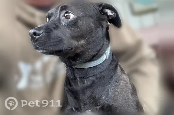 Found dog Green, photo: Found male dog, Green, Ohio, Green — black, short-haired, wearing a dark gray collar