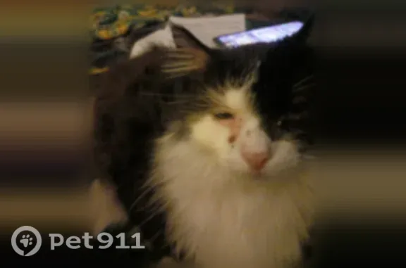 Missing cat, Circle Pines (usl549007) - photo