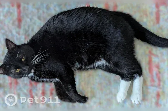 Missing cat Mountain View, photo: Lost cat, male, Easy Street, Mountain View — yellow eyes