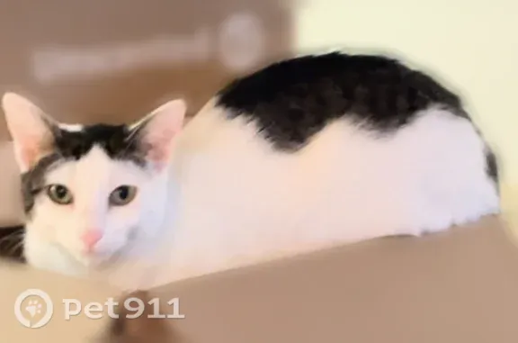 Lost female cat, Lawndale Drive, 1810, Algonquin, Algonquin — grey patches on head and tail - photo
