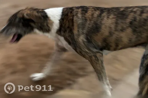Lost dog, North Texas Avenue, 913, Odessa — female grey hound with a broad nose - photo