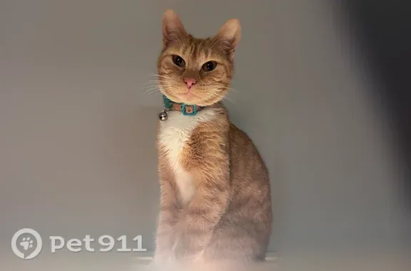 Lost cat, Cook Place Drive, 3327, Clemmons — female, orange and white - photo