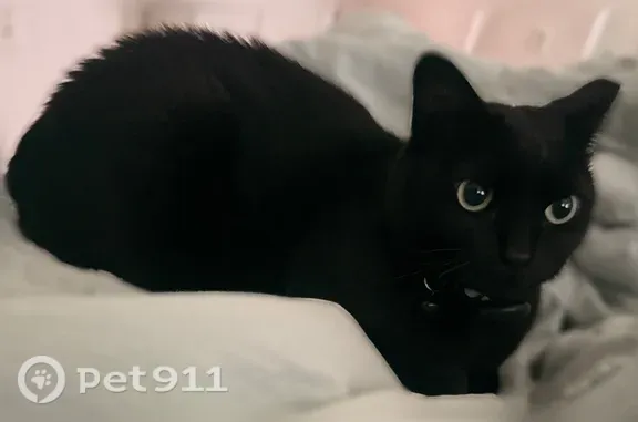 Lost cat, Summer Avenue, 524, Lyndhurst — female, short black fur, notched right ear - photo