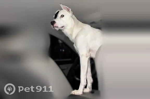 Lost pets Arlington, photo: Lost male dog, Fair Oaks Drive, 2312, Arlington — white with a black eye patch