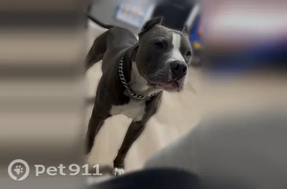 Lost male dog, Kentucky Avenue, 3335, Indianapolis — gray and white pit bull with cropped ears - photo