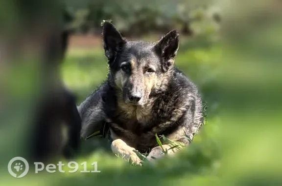 Lost Dog, Spenceville Road, 10867, Penn Valley — female German Shepherd - photo
