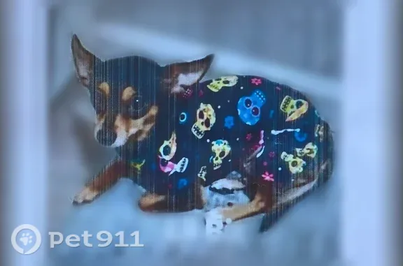 Lost female dog, Bay Area Boulevard, 1500, Houston — service animal - photo