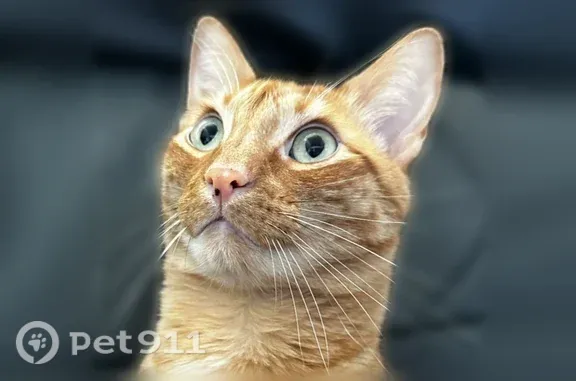 Missing cat Houston, photo: Lost cat, male, Murano Drive, 2606, Texas City, Houston — orange and no front claws
