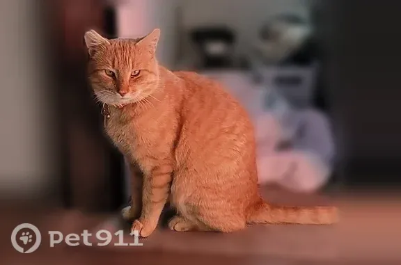 Lost cat, White Pine Avenue, Rockledge, Orlando — male orange tabby, 5 years old - photo